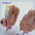 PNT-0757 Thyroid disease model,Thyroid model,Thyroid anatomy model